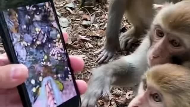 Monkey-watch-video-on-rumble