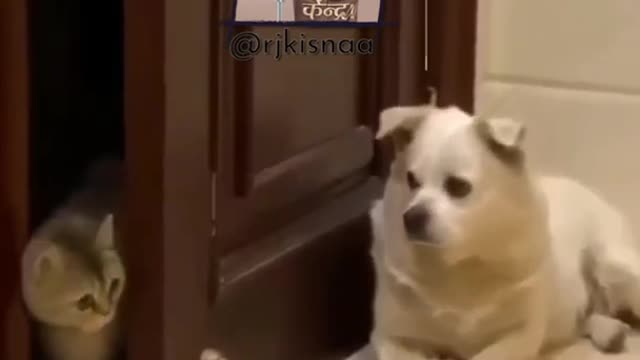 Dog funny