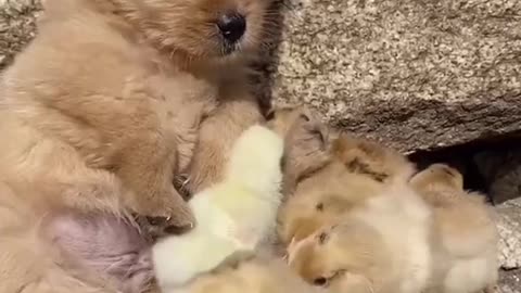 Puppies with baby duck