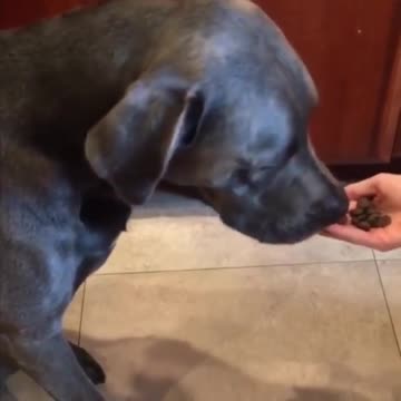 funny dogs after vet visit