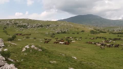 Wild Horses Livno #9