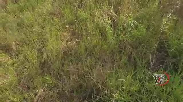 DRONE FILMA GHOSTS - SEE WHAT YOU THINK