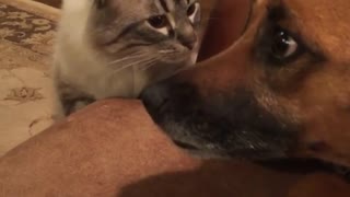 Cat puts dog in his place with death stare