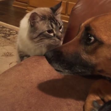 Cat puts dog in his place with death stare