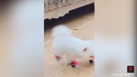 Funny Dog Tries Shoes For The First Time