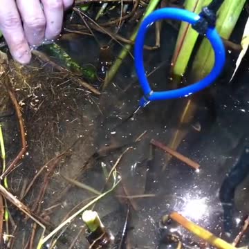 How To Catch Big Eel In Hole