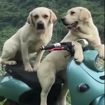 Funny &Cute Dog Video Compilation Pet Lover#shorts