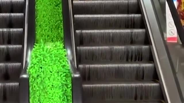 Cat. &dogs videos funny