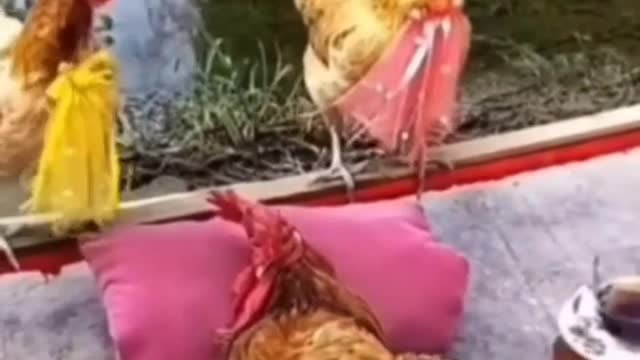 Husband and 2 wife hen