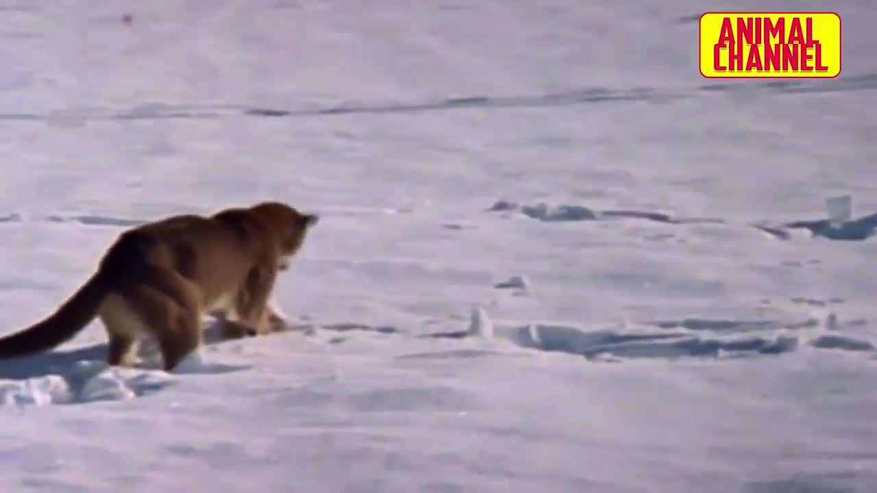 Lynx vs Goat and other Animals Attack.