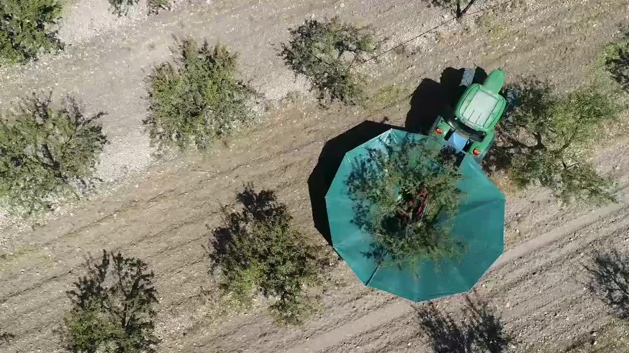 Amazing Almond Harvesting in Spain