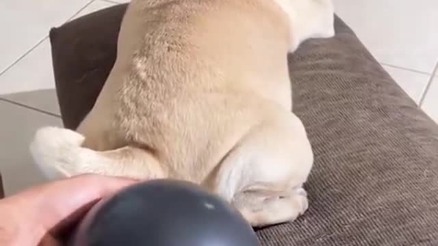 Funny pet