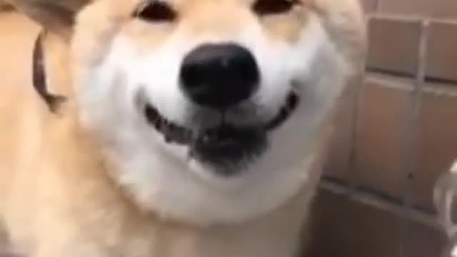 cute dog drinking water and smiles
