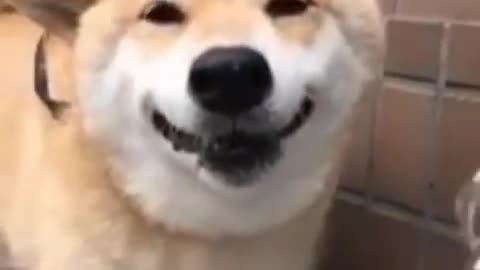 cute dog drinking water and smiles