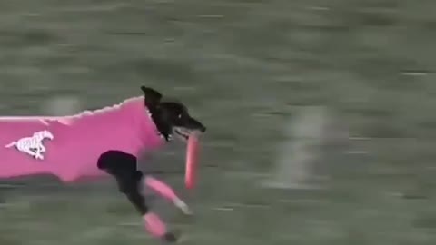 Fastest record running dog in stadium 🤯🤯😯🐕#rumble #viral #trending