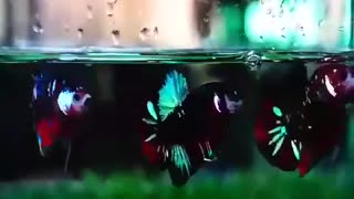 Beta Fish