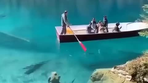 This is a beautiful and charming water-dwelling species