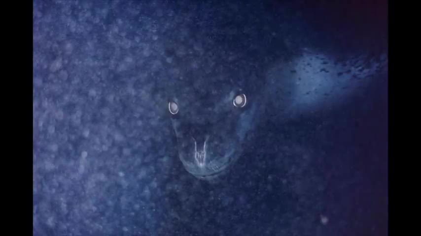 Underwater Images Of Creeping Things