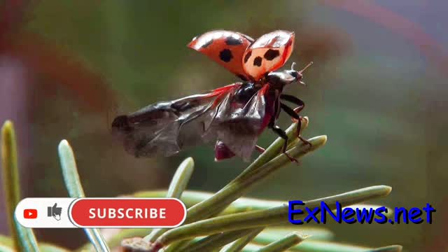 Ladybug Opens its Wings in Slow Motion