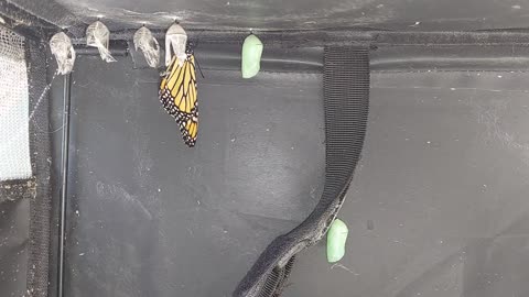 Monarch caterpillar house. a safe place for them to grow. 15