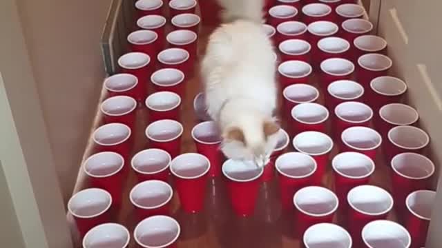 #funnycatvideo 🤣 who gonna lose?