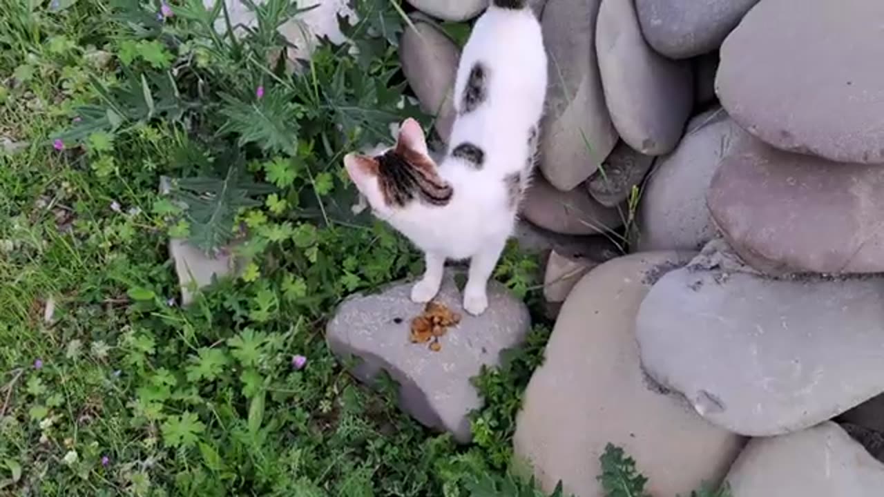 The cute cat was very hungry. I gave food to a cute cat.