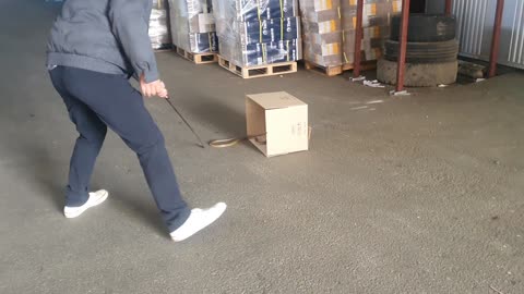 Snakes suddenly appear in the company...