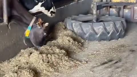 vida no campo