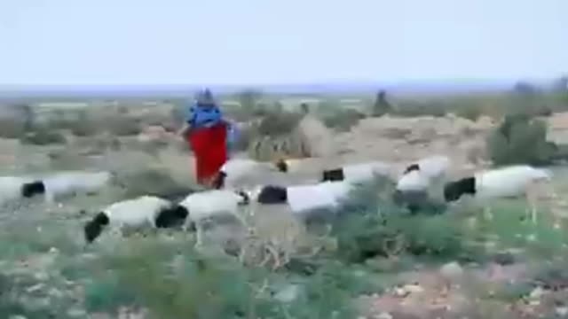 Yusuf cegag iyo hipaaq