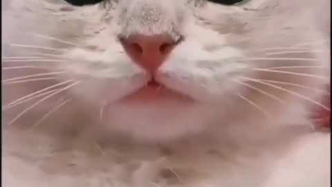 Cat original sound meow