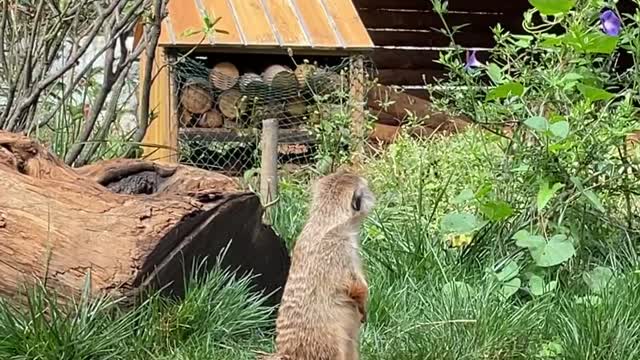 Fine tail mongoose