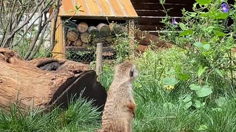 Fine tail mongoose