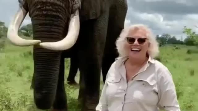 This elephant pretends to eat a woman’s hat… but then gives it back 😭😂