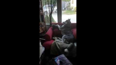 A hard and cute fight between this cat and this dog