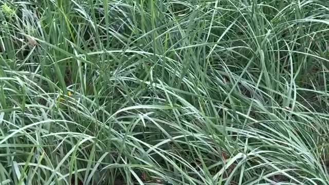 The grass has long leaves