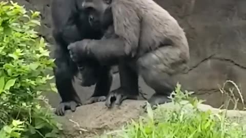 Tender moment between #gorilla siblings.