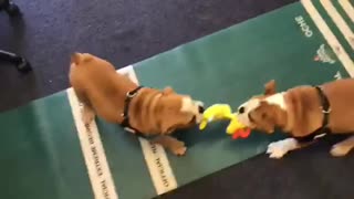 Bulldog puppies stand off over a toy