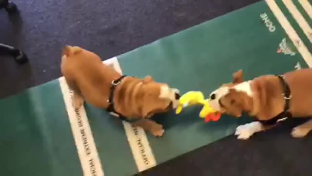 Bulldog puppies stand off over a toy
