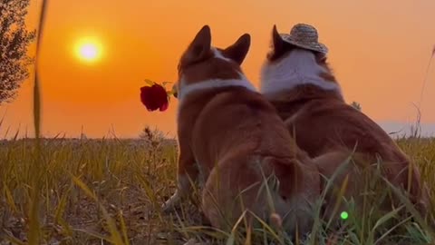 Sad little corgi after lovelorn