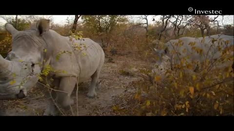 Orphaned Rhino's Gertjie and Matimba are released back into the wild