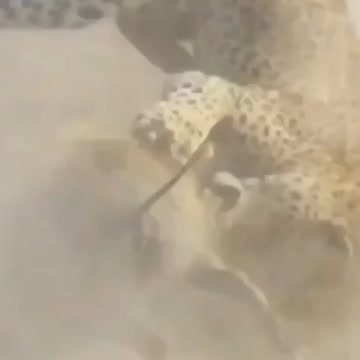 Lion hunting in the forest #animals_Nuture