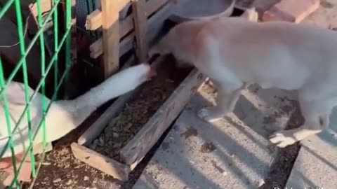 Animal World Funny English Voiceover Goose 'You stole my food, and now you're acting innocent'