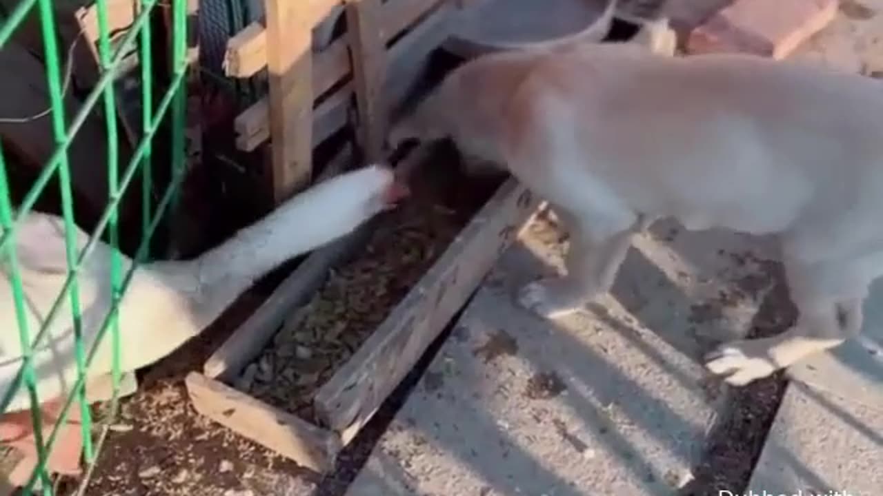 Animal World Funny English Voiceover Goose 'You stole my food, and now you're acting innocent'