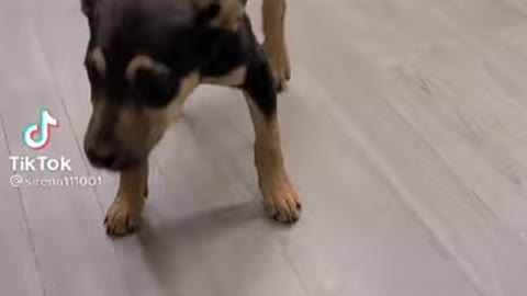 Dancing dog in tiktok