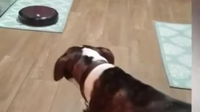 Dog VS Robovac