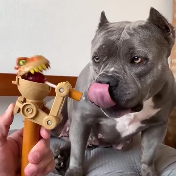 Omprei um Brinquedo Novo para Minha American Bully