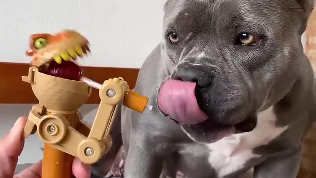 Omprei um Brinquedo Novo para Minha American Bully