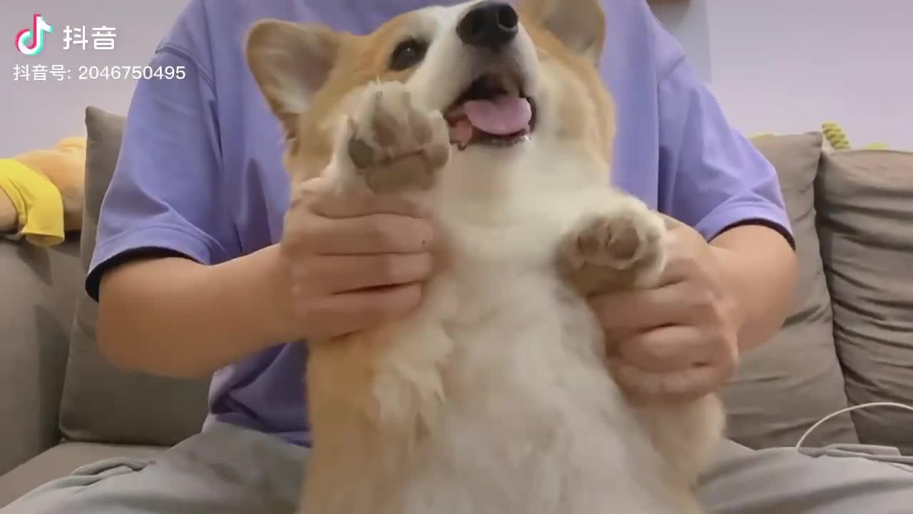 Corgi musician Kill this love