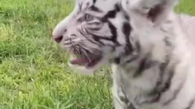 Tiger video || animal's video