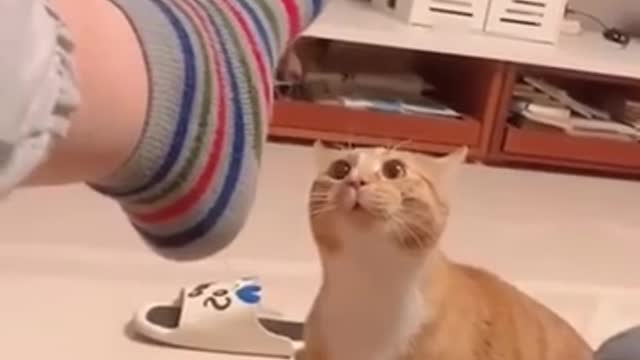 funny cats
